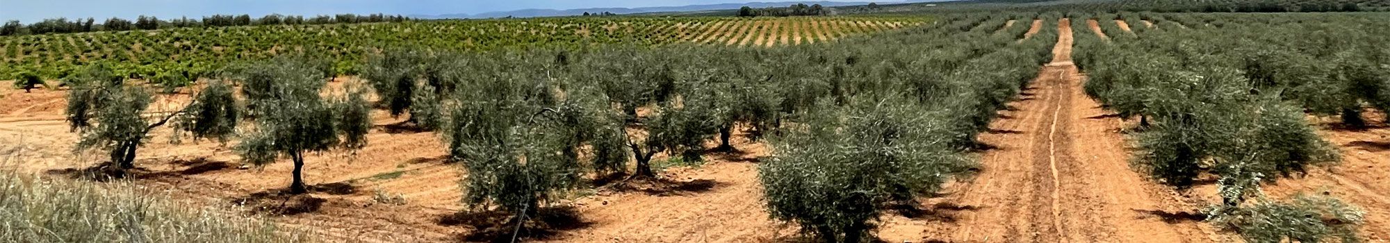 Gran oferta de fincas, solares y terrenos en El Morell, Vilallonga Del Camp, Pobla De Mafumet. FINQUES EL MORELL en Morell (El)